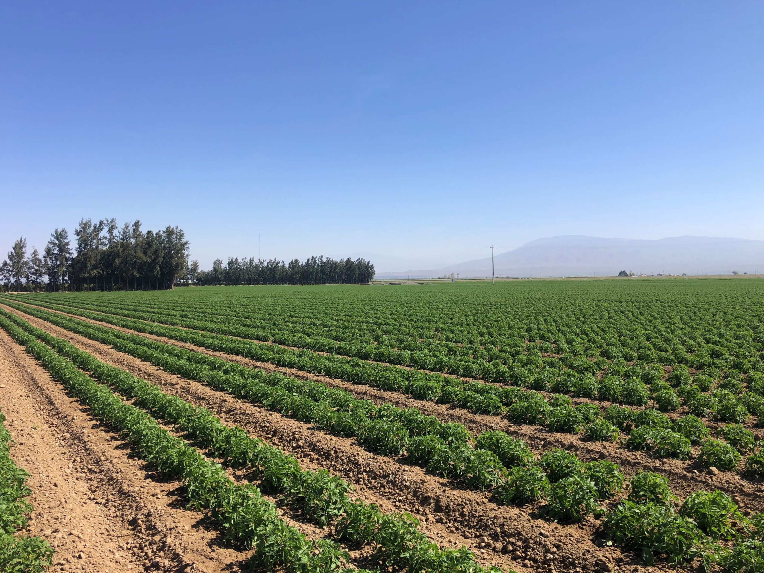 Read more about the article Crop Report – May 04, 2023