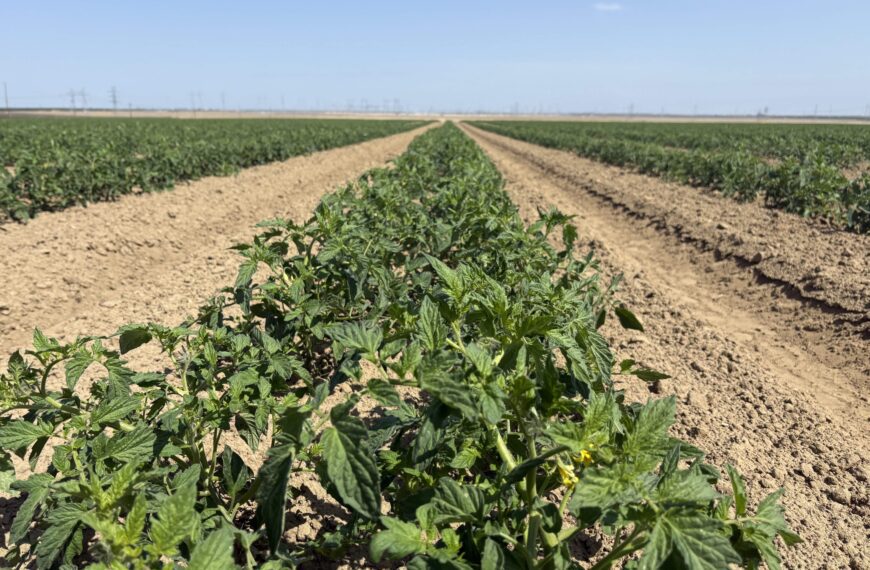 Crop Report – June 13, 2025
