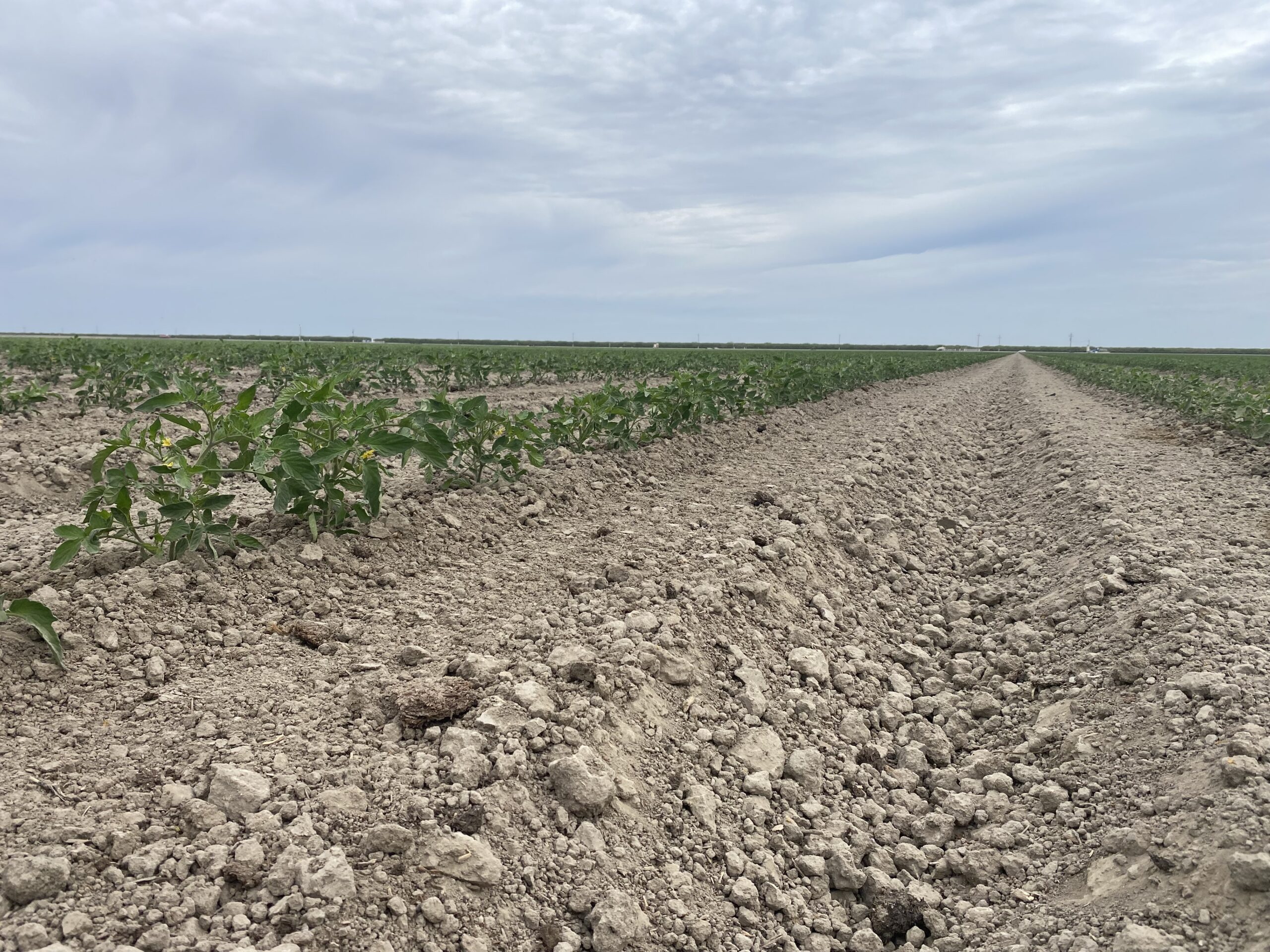 Read more about the article Crop Update